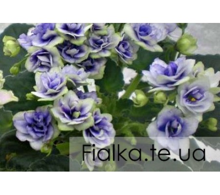 Optimara Little Moonstone 463